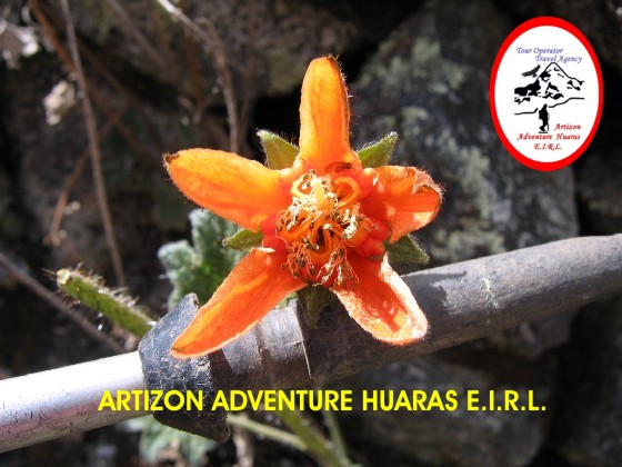 FLOR DE LA ORTIGA